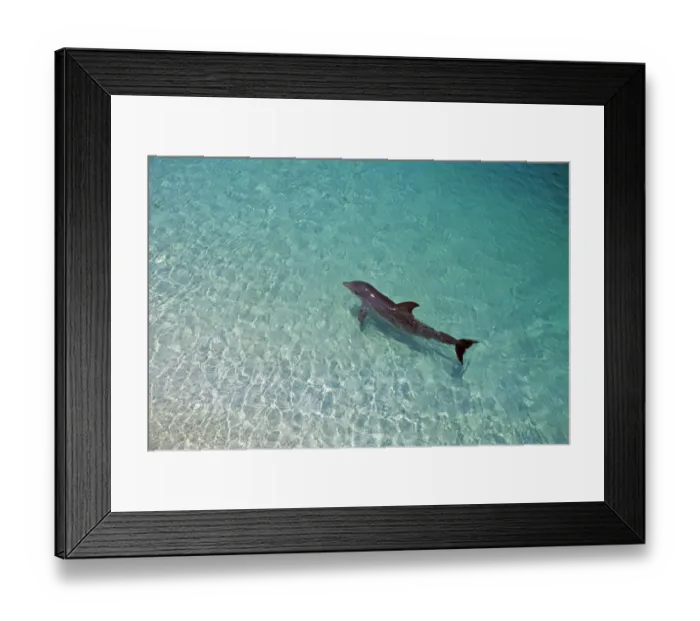 Framed Print : Bottlenose Dolphin, Tursiops truncatus Caribbean Framed Print : Bottlenose Dolphin, Tursiops truncatus Caribbean