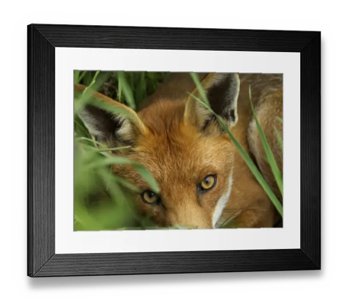 Framed Print : Fox, Vulpes vulpes, adult vixen, resting during day, Kent, UK Framed Print : Fox, Vulpes vulpes, adult vixen, resting during day, Kent, UK