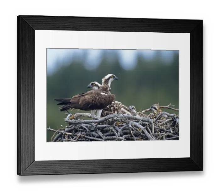 Framed Print : Osprey Pandion haliaetus pair with chicks in nest Finland Framed Print : Osprey Pandion haliaetus pair with chicks in nest Finland