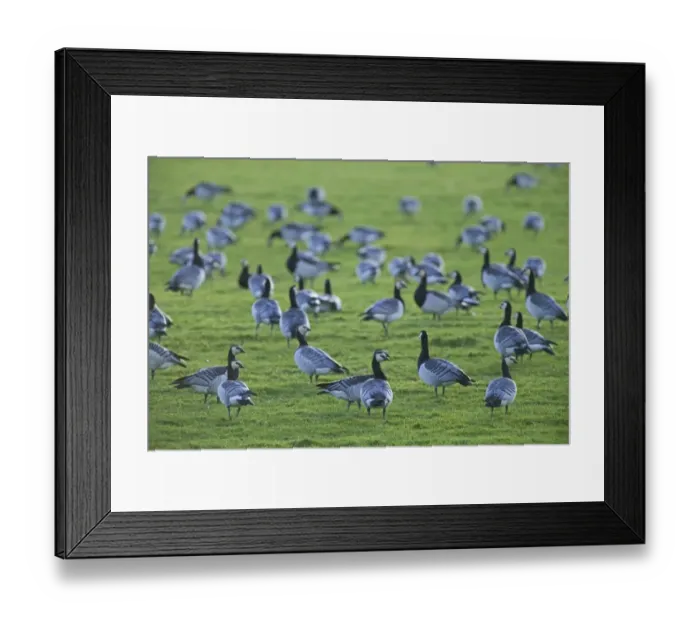 Framed Print : Barnacle Geese Branta leucopsis flock feeding at Caerlaverock Scotland November Framed Print : Barnacle Geese Branta leucopsis flock feeding at Caerlaverock Scotland November