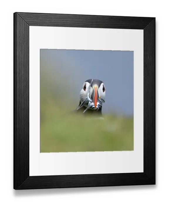 Framed Print : Atlantic Puffin Fratercula arctica with beakful of sandeels Shetland Scotland June Framed Print : Atlantic Puffin Fratercula arctica with beakful of sandeels Shetland Scotland June