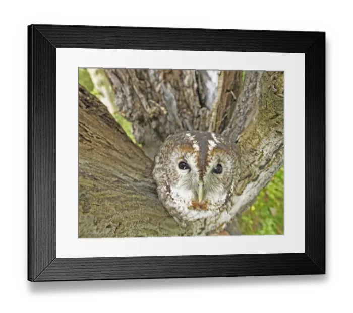 Framed Print : Tawny Owl Strix aluco UK Framed Print : Tawny Owl Strix aluco UK