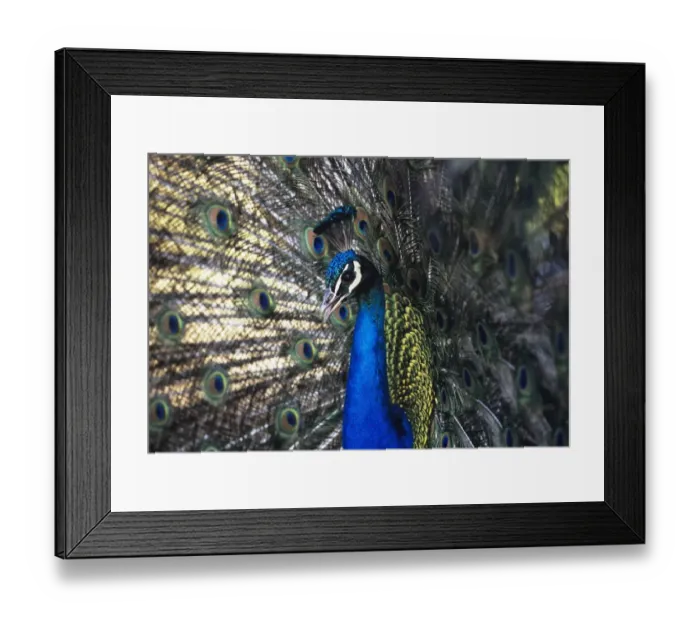 Framed Print : Peacock male in display India Framed Print : Peacock male in display India