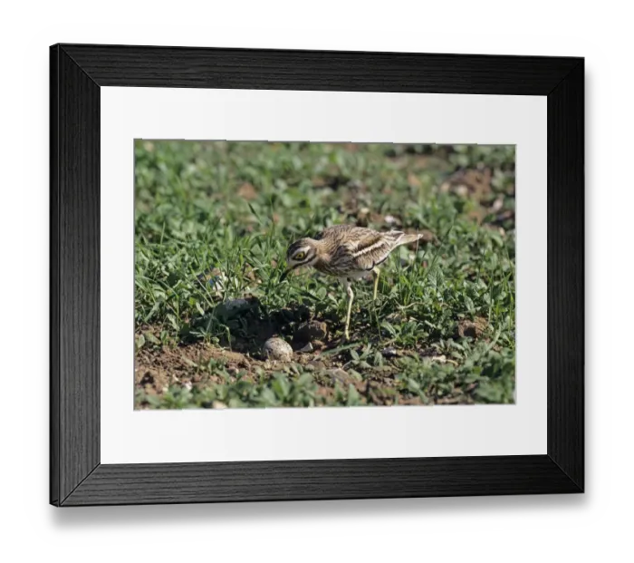 Framed Print : Stone Curlew, Burhinus oedicnemus, at nest, The Brecks, Suffolk, June Framed Print : Stone Curlew, Burhinus oedicnemus, at nest, The Brecks, Suffolk, June