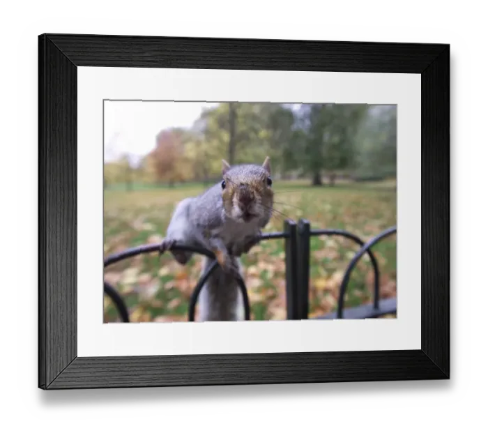 Framed Print : Grey Squirrel St James Park London Framed Print : Grey Squirrel St James Park London