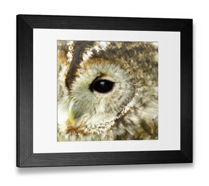Framed Print : Tawny Owl Strix aluco UK Framed Print : Tawny Owl Strix aluco UK