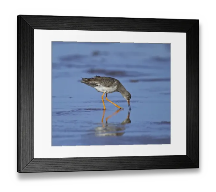 Framed Print : Redshank, Tringa totanus, adult in non breeding plumage, feeding on mudflats, Lindisfarne Framed Print : Redshank, Tringa totanus, adult in non breeding plumage, feeding on mudflats, Lindisfarne