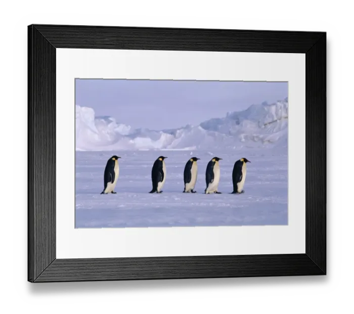 Framed Print : Emperor Penguins, Aptenodytes forsteri walking across the sea ice of the Weddell Framed Print : Emperor Penguins, Aptenodytes forsteri walking across the sea ice of the Weddell