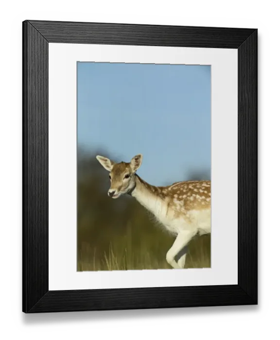 Framed Print : Fallow Deer, Cervus dama, doe, Kent, UK Framed Print : Fallow Deer, Cervus dama, doe, Kent, UK