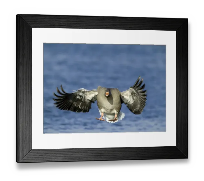 Framed Print : Greylag Goose Anser anser coming in to land Caerlaverock Scotland Framed Print : Greylag Goose Anser anser coming in to land Caerlaverock Scotland