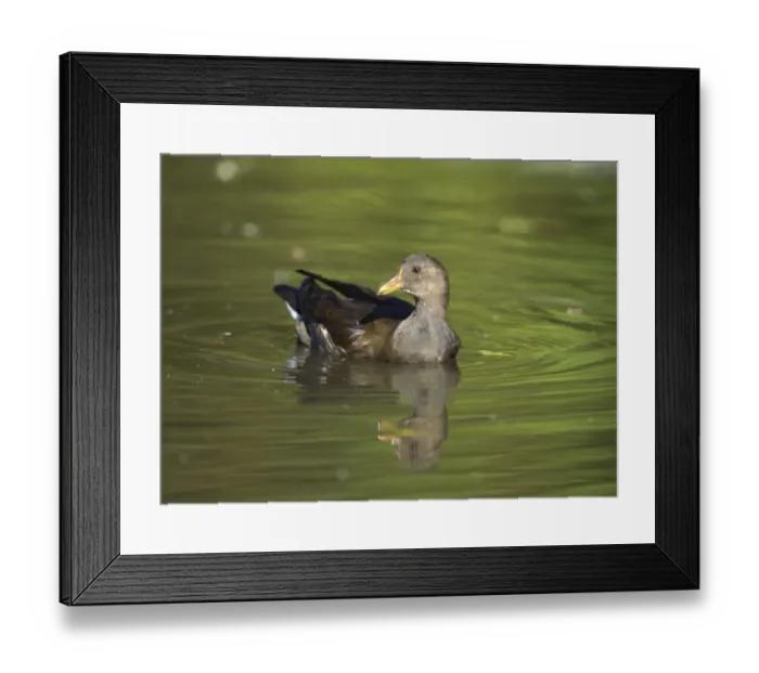 Framed Print : Moorhen Gallinula chloropus juvenile UK Framed Print : Moorhen Gallinula chloropus juvenile UK