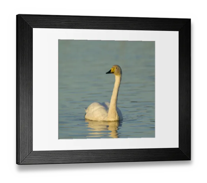 Framed Print : Whooper Swan Cygnus cygnus Caerlaverock Scotland autumn Framed Print : Whooper Swan Cygnus cygnus Caerlaverock Scotland autumn
