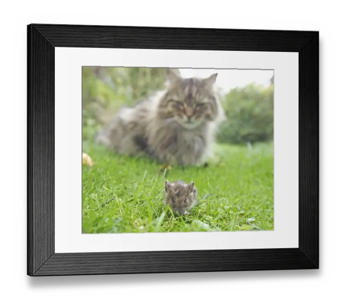 Framed Print : Domestic tabby cat and House Mouse Framed Print : Domestic tabby cat and House Mouse