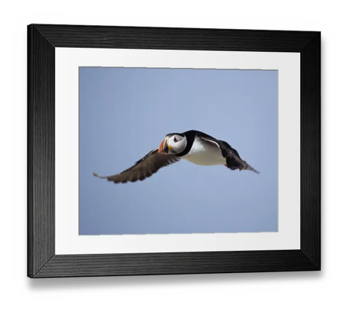 Framed Print : Puffin Fratercula arctica Farne Islands Northumberland June Framed Print : Puffin Fratercula arctica Farne Islands Northumberland June