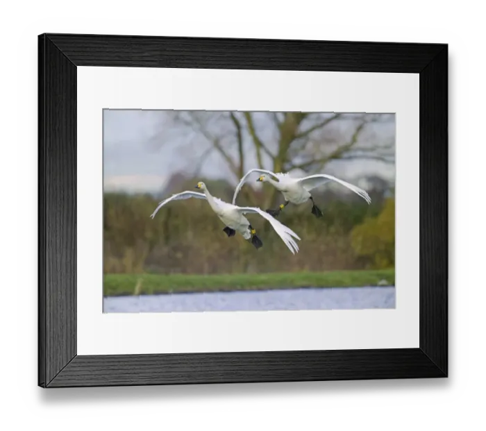 Framed Print : Whooper Swan Cygnus cygnus pair coming in to land Caerlaverock Scotland winter Framed Print : Whooper Swan Cygnus cygnus pair coming in to land Caerlaverock Scotland winter