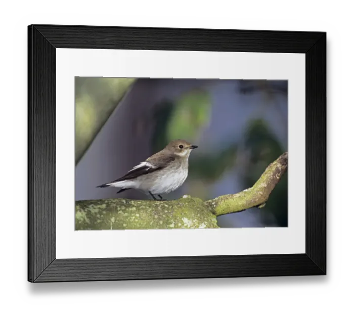 Framed Print : Pied Flycatcher, Ficedula hypoleuca, autumn migrant, UK, October Holy Island, Oct 2003) Framed Print : Pied Flycatcher, Ficedula hypoleuca, autumn migrant, UK, October Holy Island, Oct 2003)