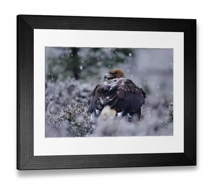Framed Print : Golden Eagle, Aquila chrysaetos, Cairngorm National Park, Scotland, winter Framed Print : Golden Eagle, Aquila chrysaetos, Cairngorm National Park, Scotland, winter