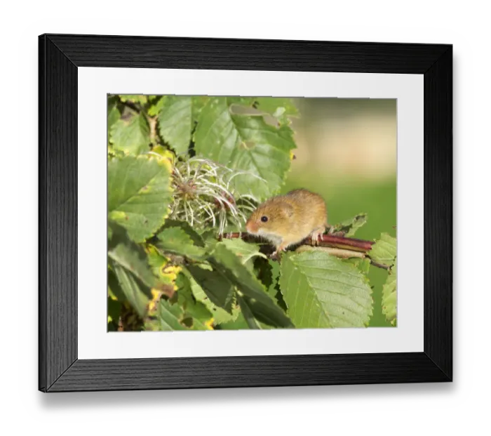 Framed Print : Harvest Mouse Micromys minutus on honesysuckle autumn UK Framed Print : Harvest Mouse Micromys minutus on honesysuckle autumn UK