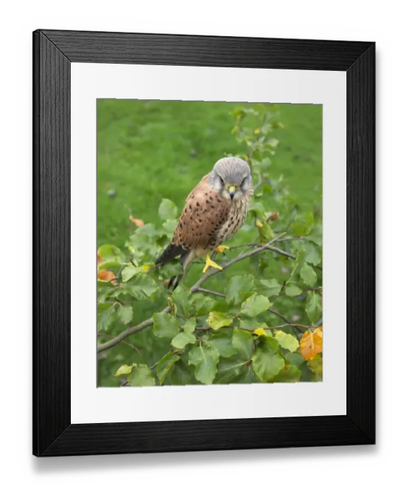 Framed Print : Kestrel Falco tunnunculus male perched in Oak tree UK autumn Framed Print : Kestrel Falco tunnunculus male perched in Oak tree UK autumn