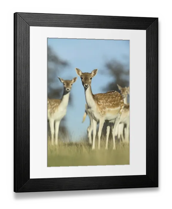 Framed Print : Fallow Deer Cervus dama does Kent UK Framed Print : Fallow Deer Cervus dama does Kent UK