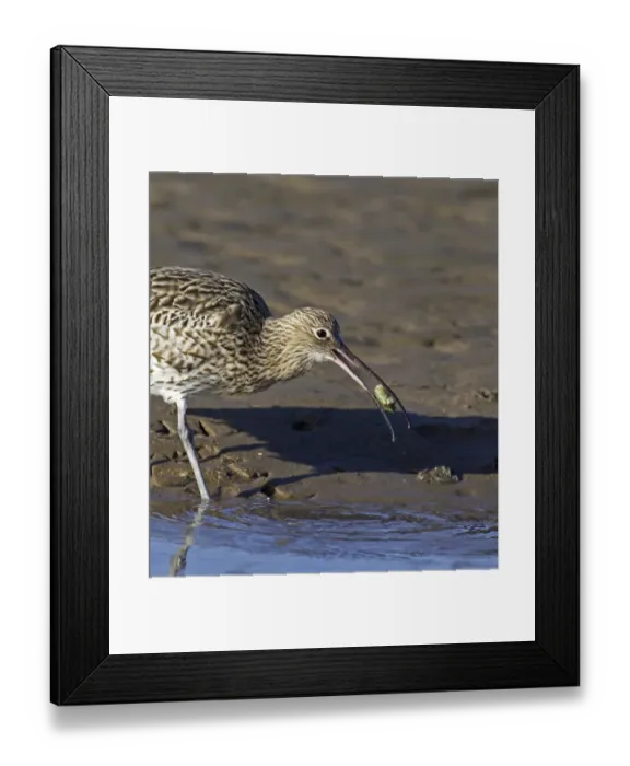 Framed Print : Curlew, Numenius arquata, feeding on a crab, Lindisfarne, Northumberland, UK, autumn Framed Print : Curlew, Numenius arquata, feeding on a crab, Lindisfarne, Northumberland, UK, autumn