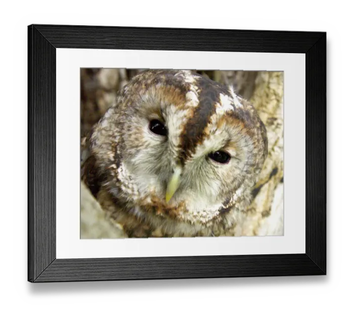 Framed Print : Tawny Owl Strix aluco UK Framed Print : Tawny Owl Strix aluco UK