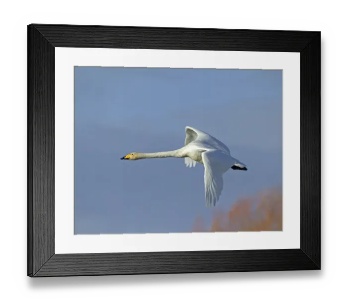 Framed Print : Whooper Swan Cygnus cygnus Caerlaverock Scotland autumn Framed Print : Whooper Swan Cygnus cygnus Caerlaverock Scotland autumn