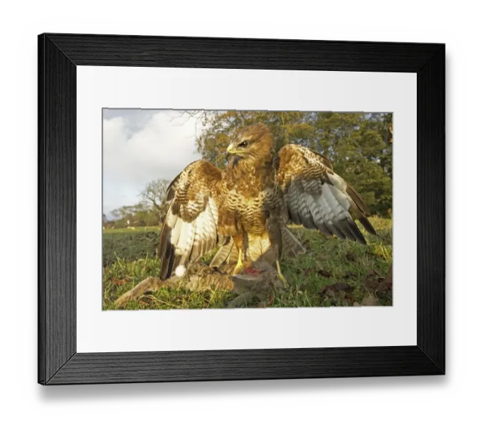Framed Print : Common Buzzard Buteo buteo on rabbit Yorkshire Dales UK autumn Framed Print : Common Buzzard Buteo buteo on rabbit Yorkshire Dales UK autumn