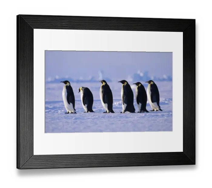 Framed Print : Emperor Penguins Aptenodytes fosteri walking back to colony across sea ice of Framed Print : Emperor Penguins Aptenodytes fosteri walking back to colony across sea ice of