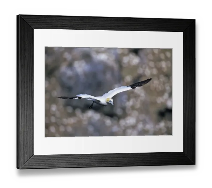 Framed Print : Gannet, Sula bassana, adult, Shetland, Scotland Framed Print : Gannet, Sula bassana, adult, Shetland, Scotland
