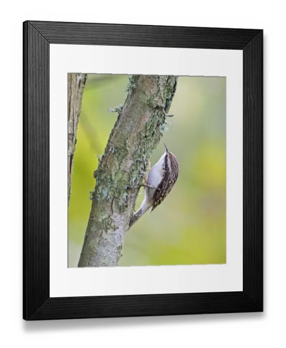 Framed Print : Treecreeper, Kent, UK, winter Framed Print : Treecreeper, Kent, UK, winter