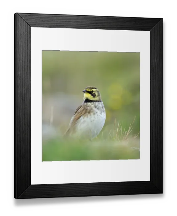 Framed Print : Shorelark Holy Island Northumberland October 2004 Framed Print : Shorelark Holy Island Northumberland October 2004