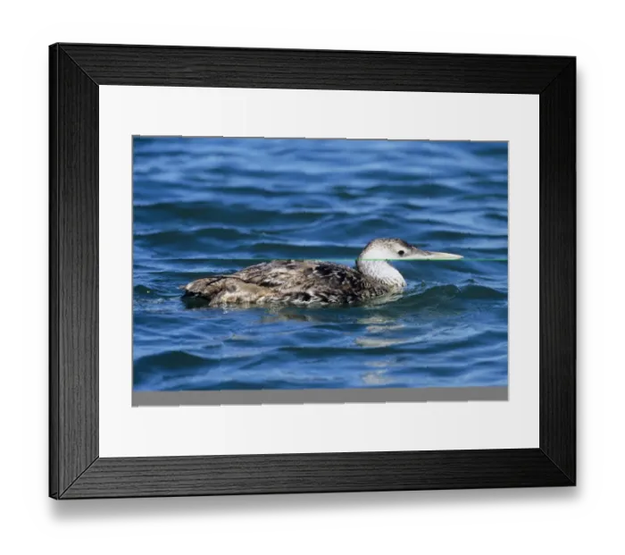 Framed Print : White-billed Diver, Gavia adamsii, immature, June, USA Framed Print : White-billed Diver, Gavia adamsii, immature, June, USA