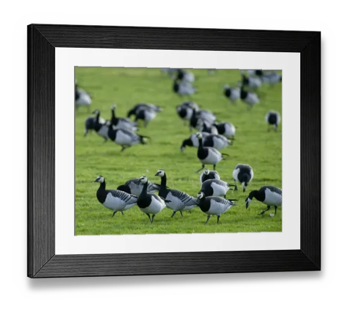 Framed Print : Barnacle Geese Branta leucopsis flock feeding at Caerlaverock Scotland November Framed Print : Barnacle Geese Branta leucopsis flock feeding at Caerlaverock Scotland November