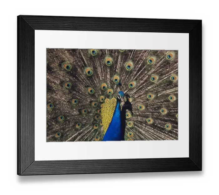 Framed Print : Peacock in display Framed Print : Peacock in display