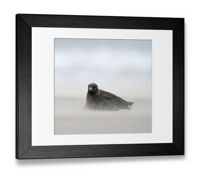 Framed Print : Arctic Skua, sitting out gale force winds on beach at New Brighton, Wirral, September 22 Framed Print : Arctic Skua, sitting out gale force winds on beach at New Brighton, Wirral, September 22
