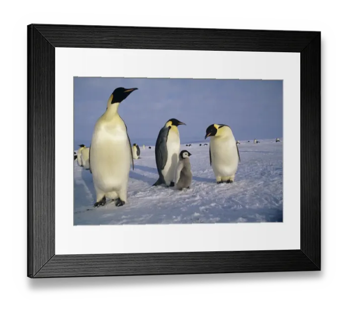 Framed Print : Emperor Penguins Aptenodytes fosteri Weddell Sea Antarctica Framed Print : Emperor Penguins Aptenodytes fosteri Weddell Sea Antarctica