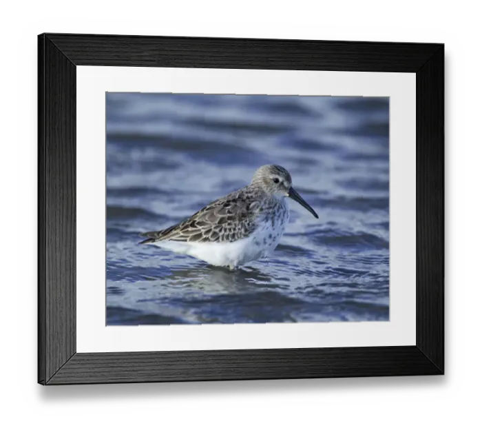 Framed Print : Dunlin, Calidris alpina, adult in winter plumage, Lindisfarne, Northumberland, winter, UK Framed Print : Dunlin, Calidris alpina, adult in winter plumage, Lindisfarne, Northumberland, winter, UK