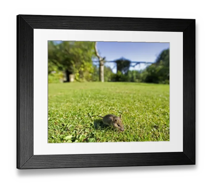 Framed Print : House Mouse Mus musculus scurrying across garden lawn Kent, UK Framed Print : House Mouse Mus musculus scurrying across garden lawn Kent, UK