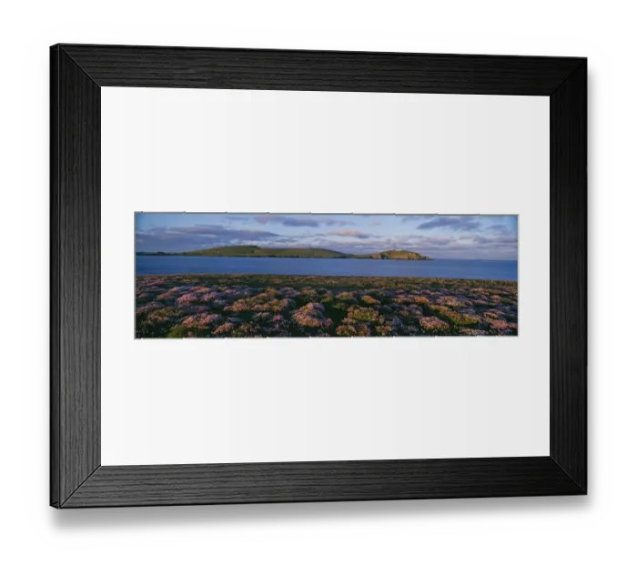 Framed Print : Thrift covered cliff top at Scatness. View towards Sumburgh Head Shetland Scotland June Framed Print : Thrift covered cliff top at Scatness. View towards Sumburgh Head Shetland Scotland June
