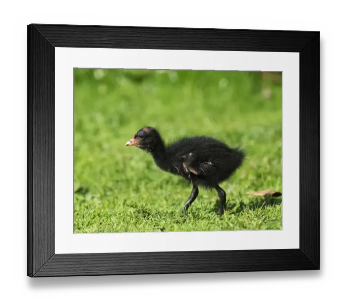 Framed Print : Moorhen, Gallinula chloropus, chick, UK Framed Print : Moorhen, Gallinula chloropus, chick, UK