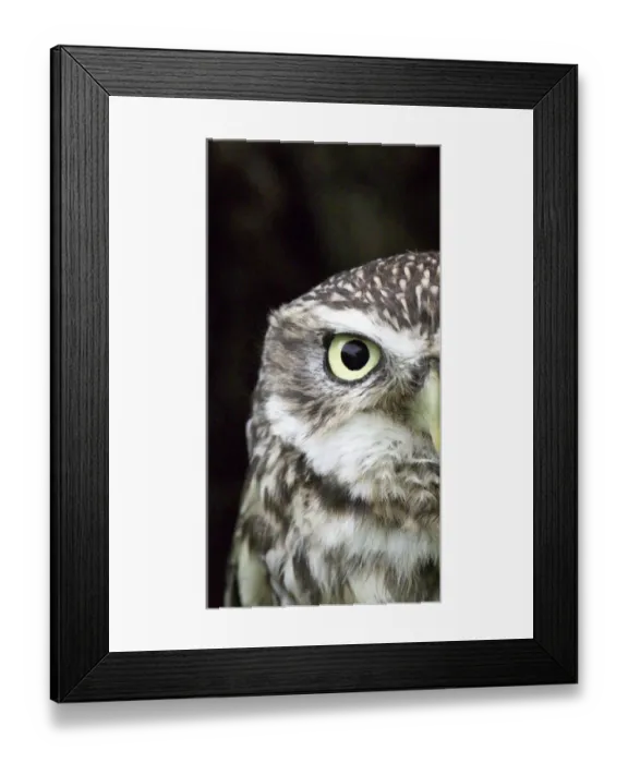 Framed Print : Little Owl Athene noctua UK Framed Print : Little Owl Athene noctua UK