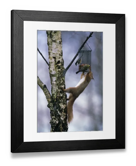 Framed Print : Red Squirrel on garden feeder with Great and Coal Tit, Scotland, winter Framed Print : Red Squirrel on garden feeder with Great and Coal Tit, Scotland, winter