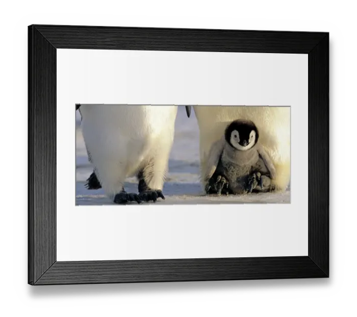 Framed Print : Emperor Penguins Aptenodytes forsteri chick being brooded Weddell Sea Antarctica Framed Print : Emperor Penguins Aptenodytes forsteri chick being brooded Weddell Sea Antarctica