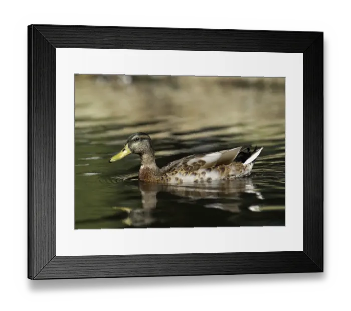 Framed Print : Mallard Anas platyrhynchos male in eclipse (moult) autumn UK Framed Print : Mallard Anas platyrhynchos male in eclipse (moult) autumn UK