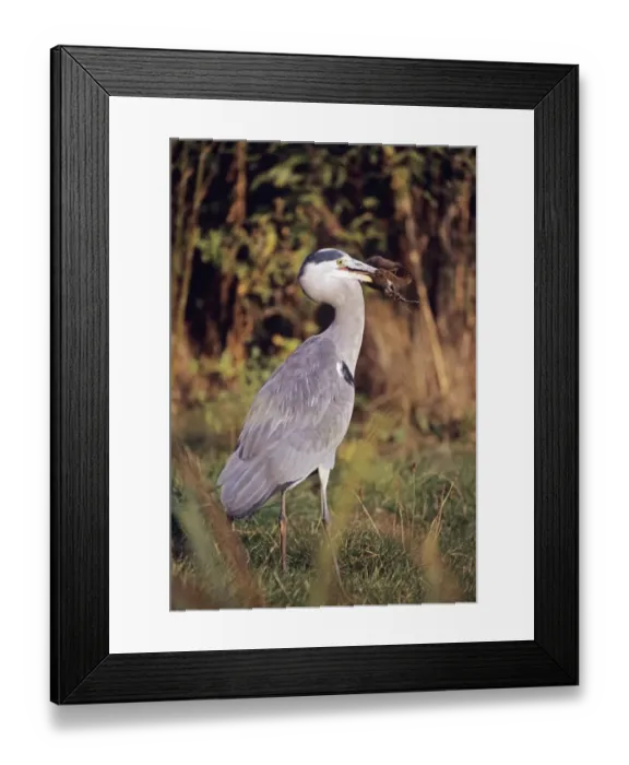 Framed Print : Grey Heron Ardea cinerea with water vole London, UK winter Framed Print : Grey Heron Ardea cinerea with water vole London, UK winter