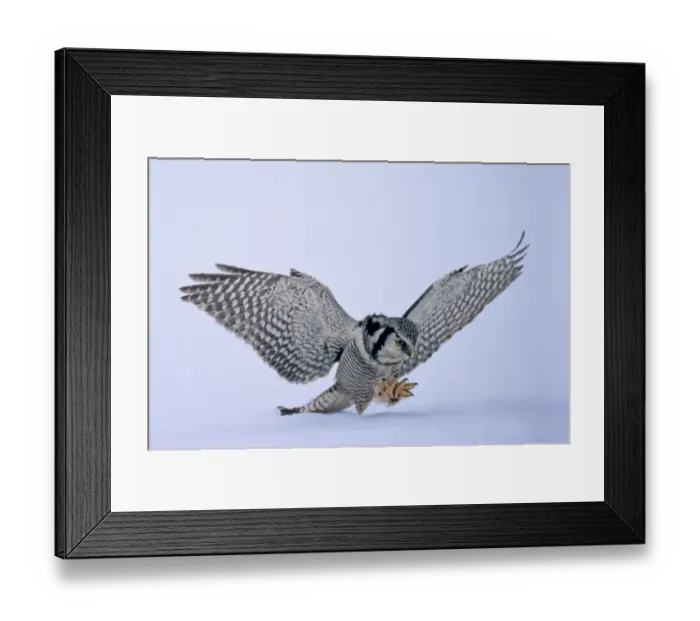 Framed Print : Hawk Owl Surnia ulula pouncing on prey belolw the snow Finland Framed Print : Hawk Owl Surnia ulula pouncing on prey belolw the snow Finland