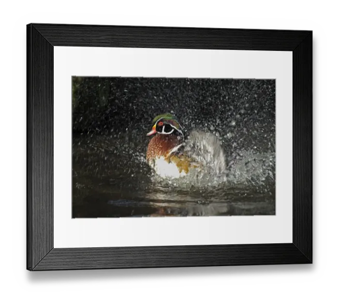 Framed Print : Wood Duck Aix sponsa bathing male native of N. America Framed Print : Wood Duck Aix sponsa bathing male native of N. America