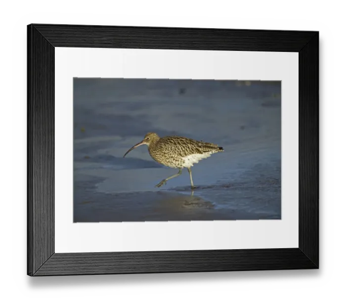 Framed Print : Curlew, Numenius arquata, feeding on Lindisfarne mudflats, Northumberland, UK, winter Framed Print : Curlew, Numenius arquata, feeding on Lindisfarne mudflats, Northumberland, UK, winter