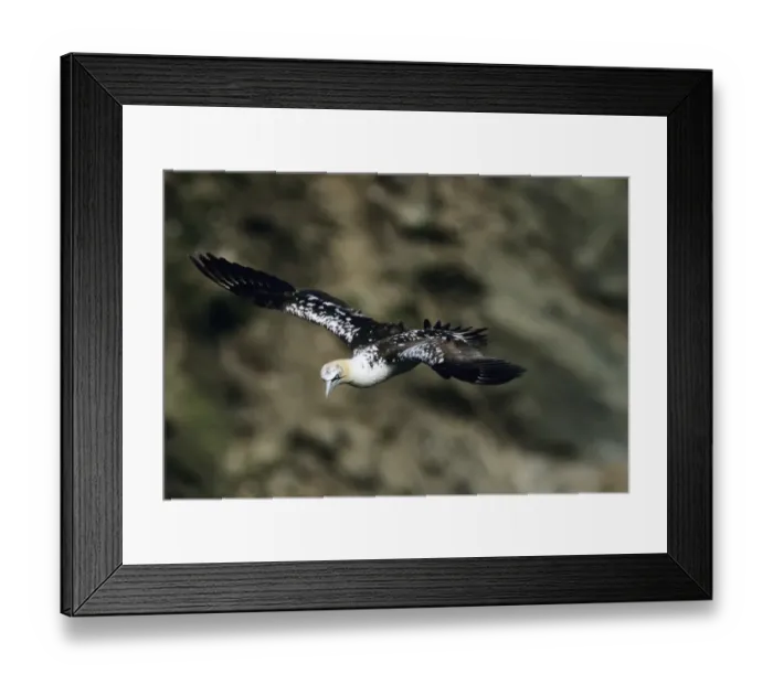 Framed Print : immature Gannet Sula bassana Shetland June UK Framed Print : immature Gannet Sula bassana Shetland June UK